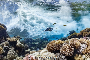 The motion of the ocean. Patiently, I counted waves. Wait... by Terry Steeley 